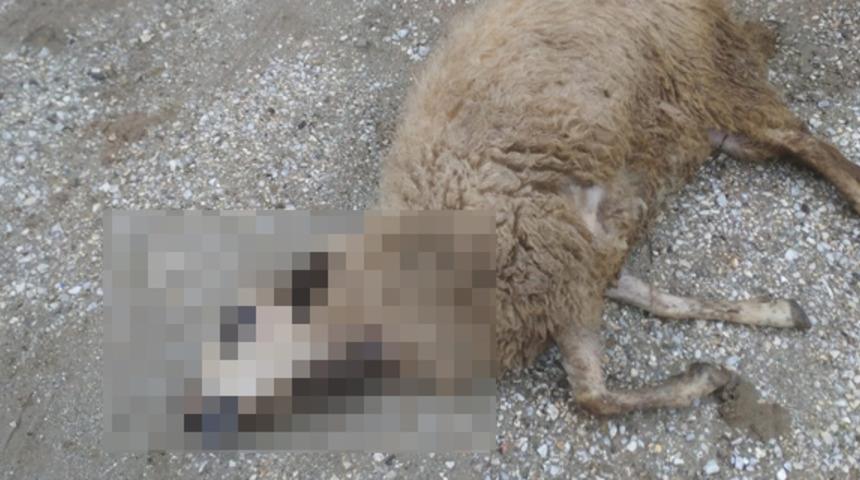 Denizli’nin Buldan ilçesinde kurtların saldırdığı koyunlar telef oldu