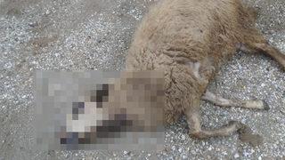 Denizli’nin Buldan ilçesinde kurtların saldırdığı koyunlar telef oldu