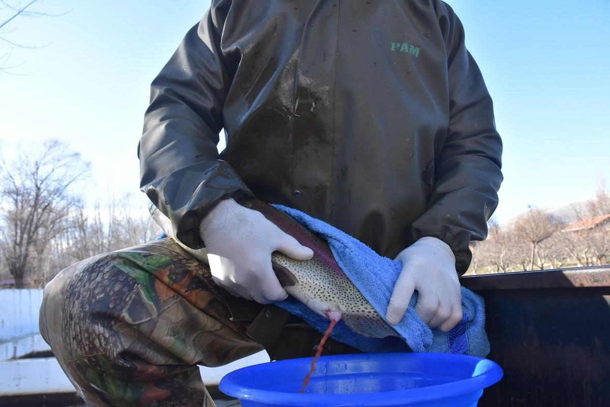 Alabalık yetiştiriciliği: Sofralara yolculuğu 14 ay s&uuml;r&uuml;yor