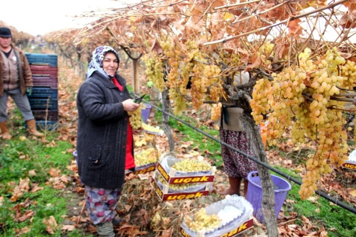 Yılbaşı &uuml;z&uuml;mleri dalından sofralara ulaştırılacak