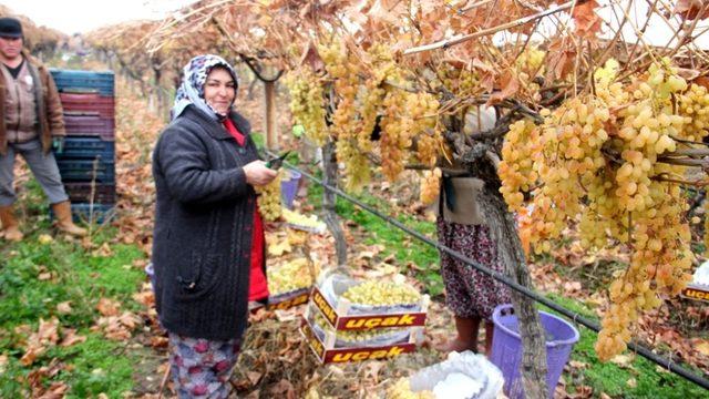 Yılbaşı üzümleri dalından sofralara ulaştırılacak