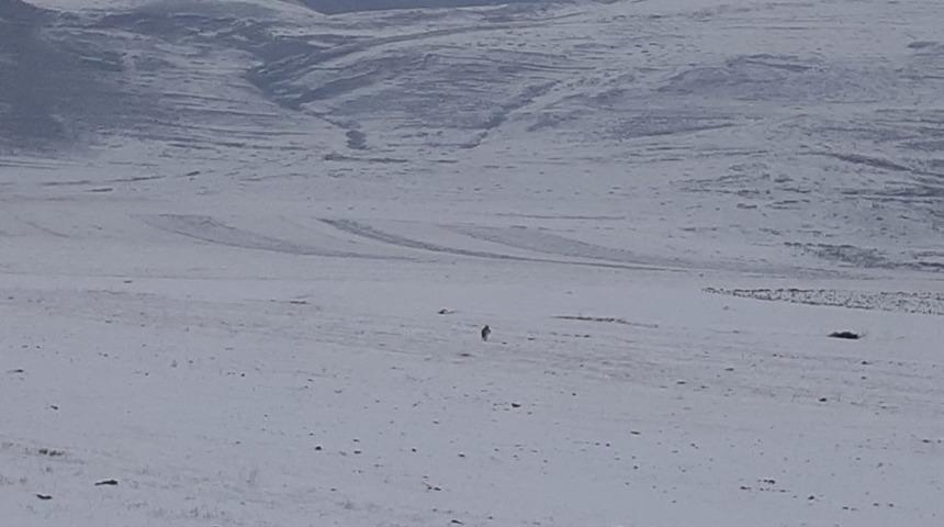 Ardahan'da köye inen kurt görüntülendi