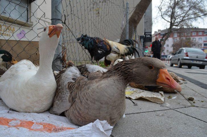 (Özel) Tekirdağ’da yılbaşı hindisine alternatif: Kaz ve horoz G1
