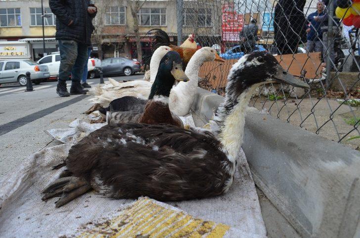 (Özel) Tekirdağ’da yılbaşı hindisine alternatif: Kaz ve horoz G2