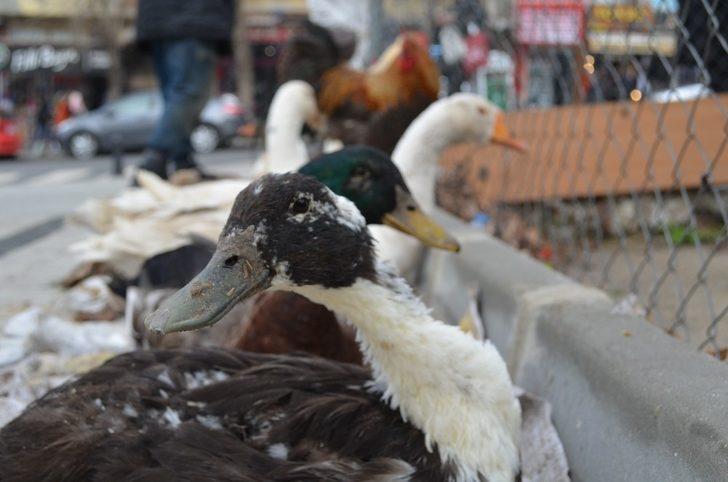 (Özel) Tekirdağ’da yılbaşı hindisine alternatif: Kaz ve horoz G3