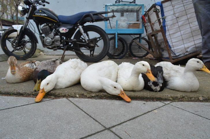 (Özel) Tekirdağ’da yılbaşı hindisine alternatif: Kaz ve horoz G4