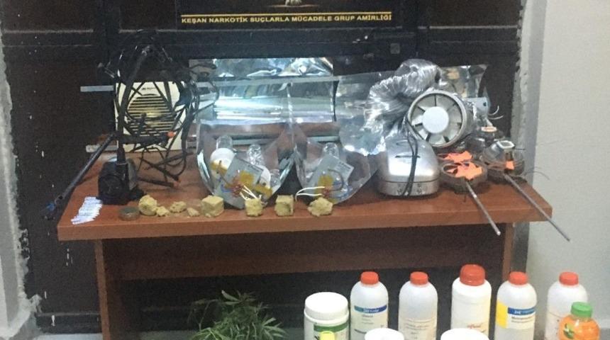 K&ouml;y evinde 40 k&ouml;k kenevir ele ge&ccedil;irildi, ş&uuml;pheli şahıs tutuklandı