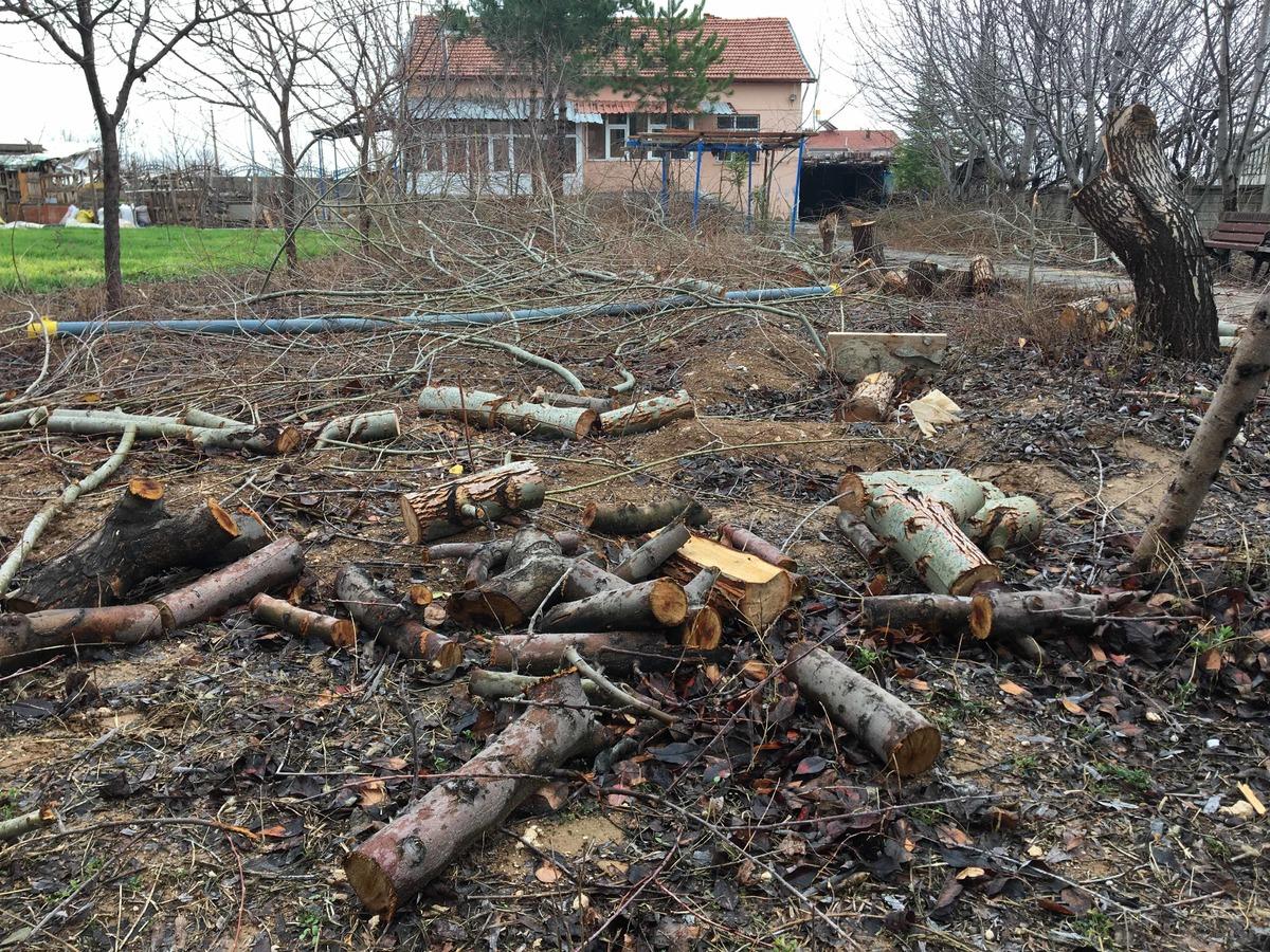 Konya'da akılalmaz olay! Tayini &ccedil;ıkan imam, cami bah&ccedil;esindeki ağa&ccedil;ları kesti
