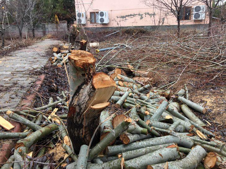 Konya'da akılalmaz olay! Tayini çıkan imam, cami bahçesindeki ağaçları kesti G2