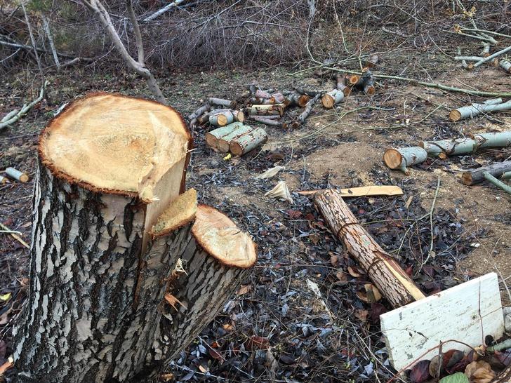 Konya'da akılalmaz olay! Tayini çıkan imam, cami bahçesindeki ağaçları kesti G1