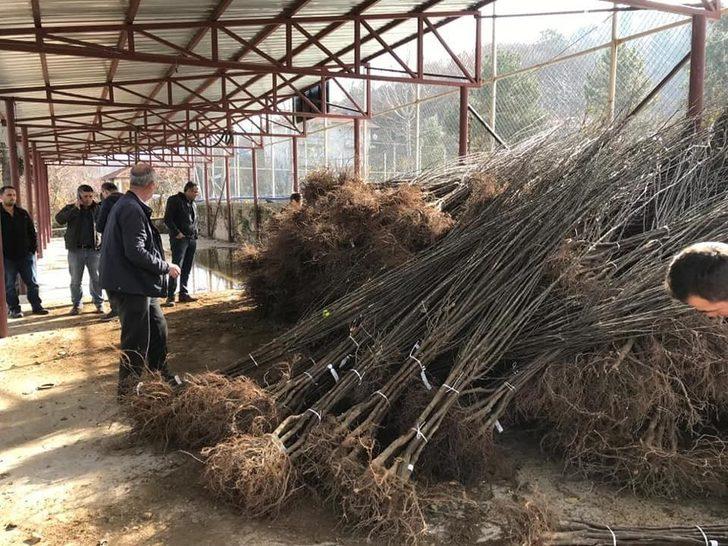 Kütahya İl Özel İdaresi’nden ayva fidanı desteği G4