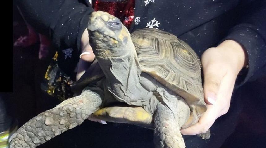 Evde tek kalan 'öfkeli' kaplumbağa yangın çıkardı