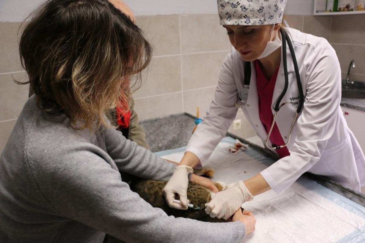 K&ouml;rfez&rsquo;de sokak hayvanları &lsquo;sahipsiz&rsquo; bırakılmıyor