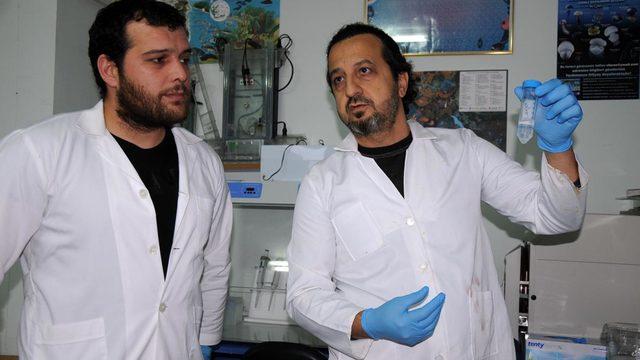 Siyanürden güçlü balon balığı eklem ağrılarına iyi gelecek