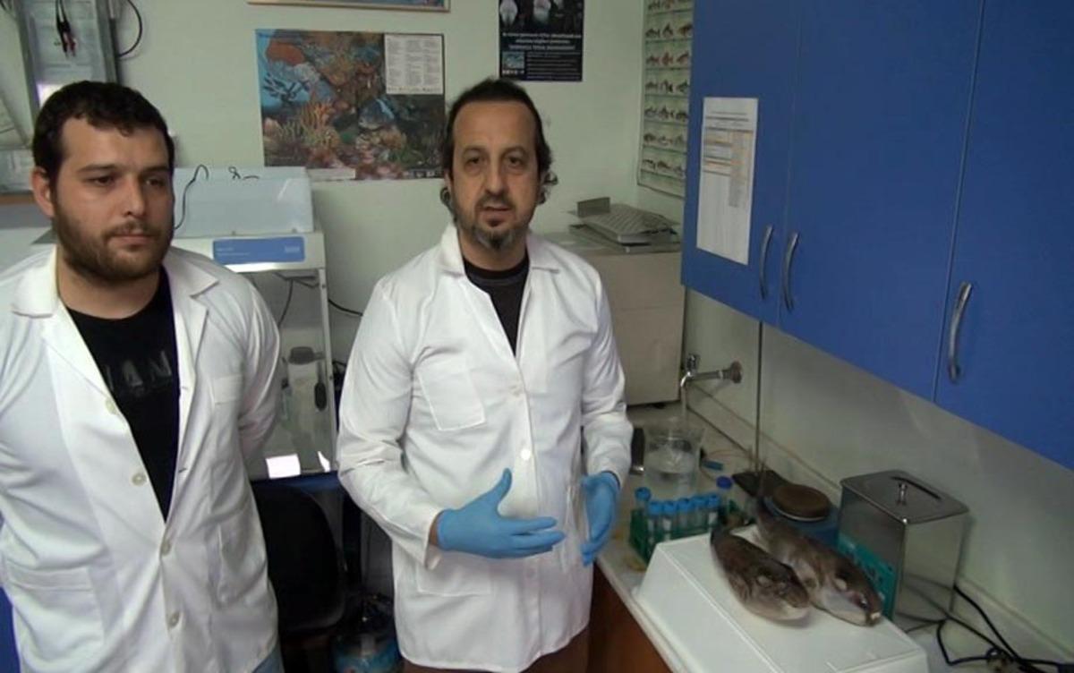 Balon balığından elde ettiler! &Ccedil;ığır a&ccedil;acak buluş