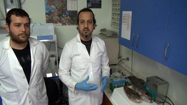 Balon balığından elde ettiler! Çığır açacak buluş