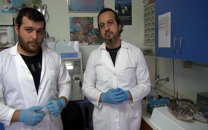 Balon balığından elde ettiler! Çığır açacak buluş G5