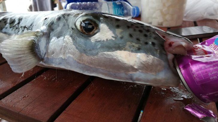 Balon balığından elde ettiler! Çığır açacak buluş G1