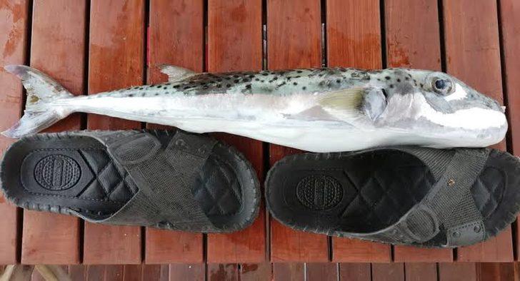 Balon balığından elde ettiler! Çığır açacak buluş G2