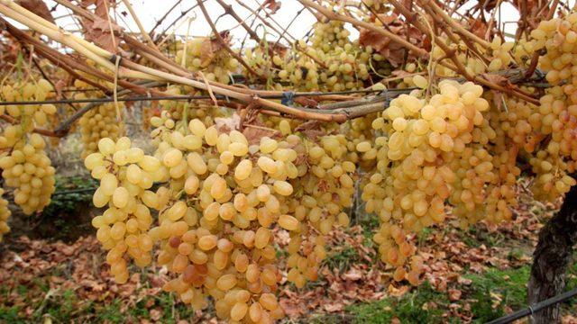 Sultaniye üzümünde yılın son hasadı yapıldı