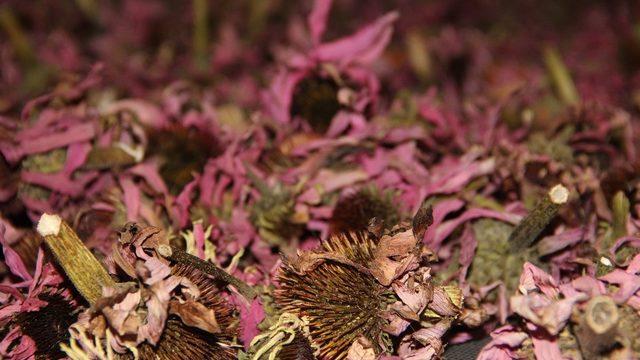 Türkiye’nin ilk ve tek Tıbbi ve Aromatik Bitkiler Merkezi’nde 15 çeşit bitki toplanıp işleniyor