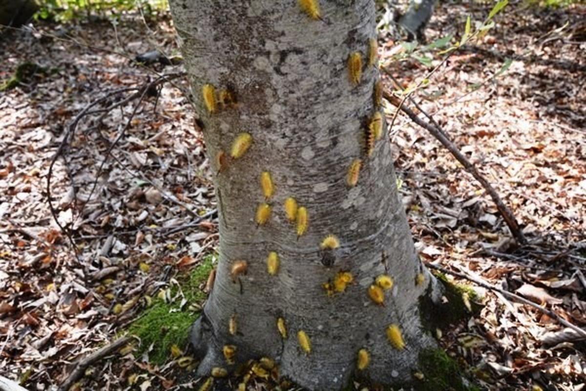 K&uuml;tahya&rsquo;da &rsquo;Tırtıl&rsquo; m&uuml;cadelesi