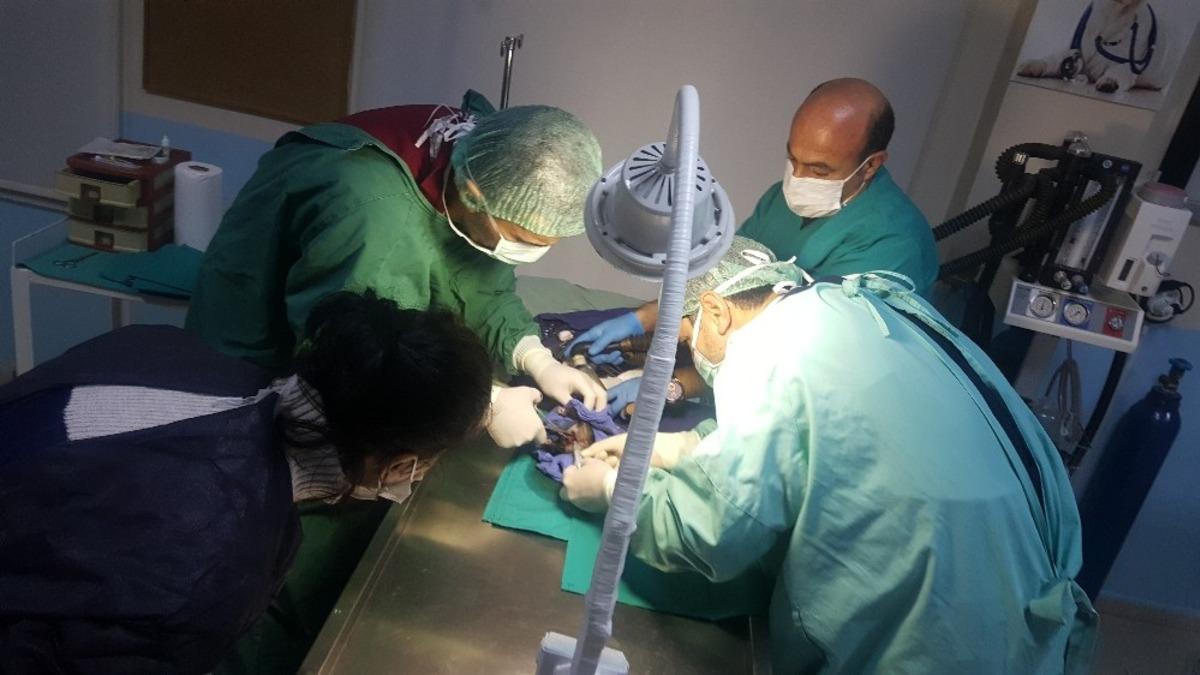 Doktor ve veteriner hekimler yavru k&ouml;peği kurtarmak i&ccedil;in seferber oldu