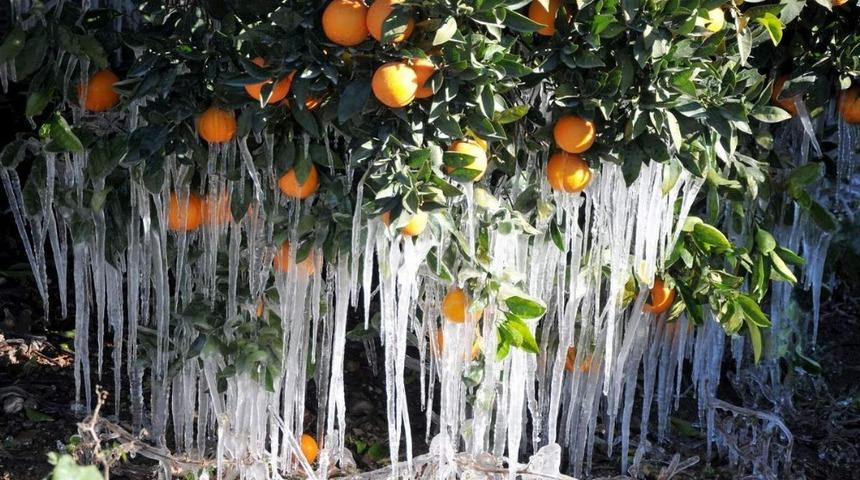 Aliağa&rsquo;da fırtına ve zirai don uyarısı