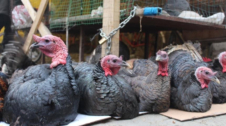 Iğdır&rsquo;da &ldquo;Yılbaşı Hindileri&rdquo; pazarda yerini aldı