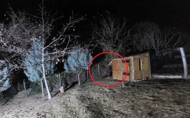 Aç kalan ayı sitedeki koyunları yedi G1