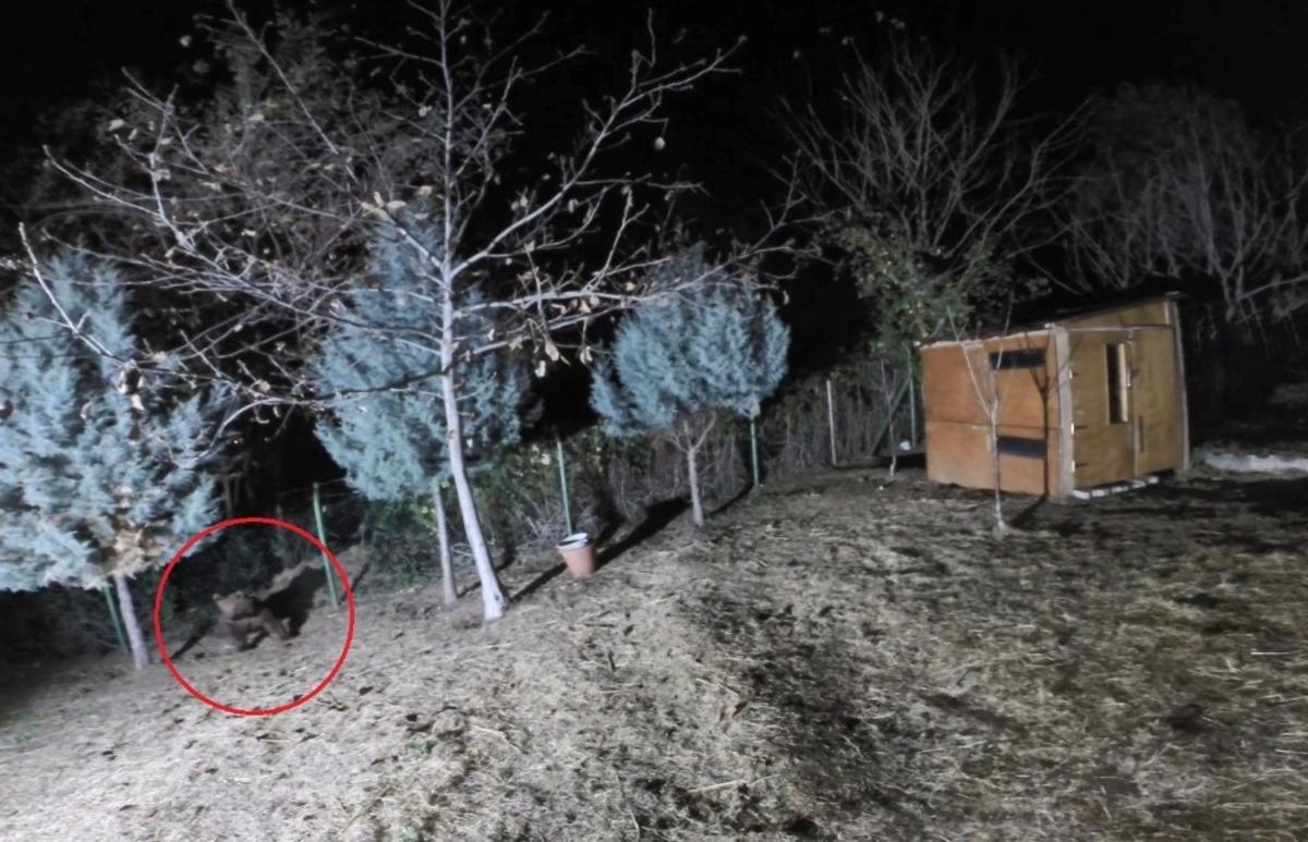A&ccedil; kalan ayı sitedeki koyunları yedi
