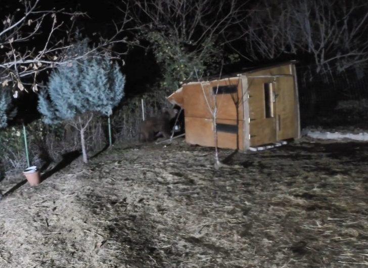 Aç kalan ayı sitedeki koyunları yedi G2