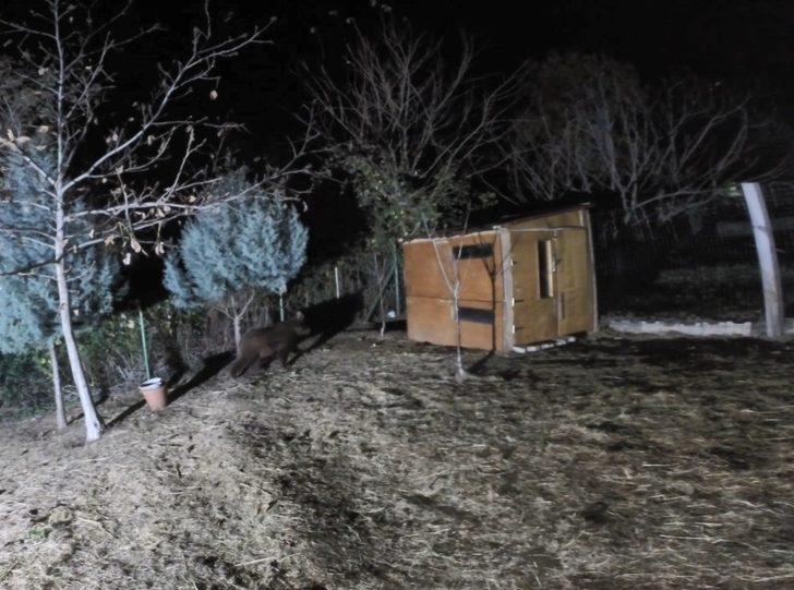 Aç kalan ayı sitedeki koyunları yedi G3