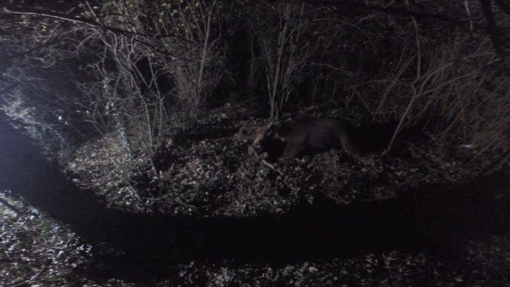 Aç kalan ayı sitedeki koyunları yedi G4