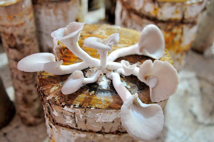 Evinde kavak ağacı kütüğünde mantar yetiştiriyor G1