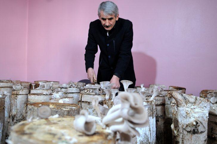 Evinde kavak ağacı kütüğünde mantar yetiştiriyor G3