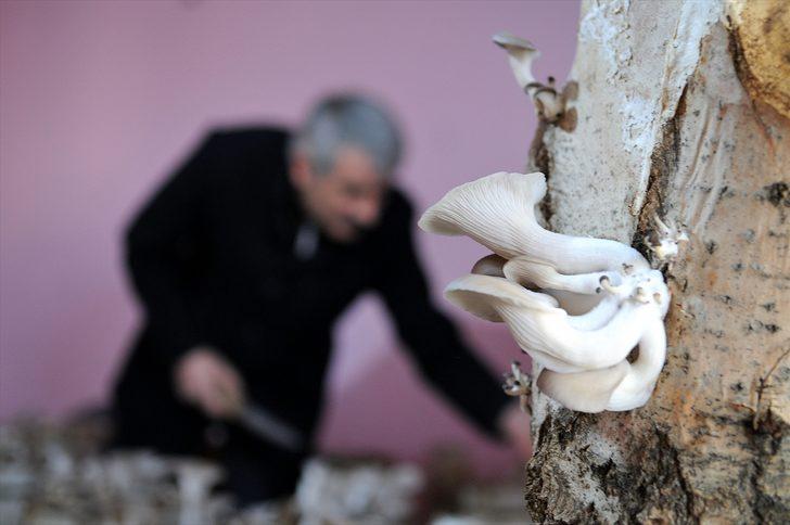 Evinde kavak ağacı kütüğünde mantar yetiştiriyor G4