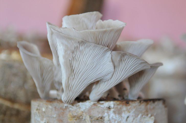 Evinde kavak ağacı kütüğünde mantar yetiştiriyor G5