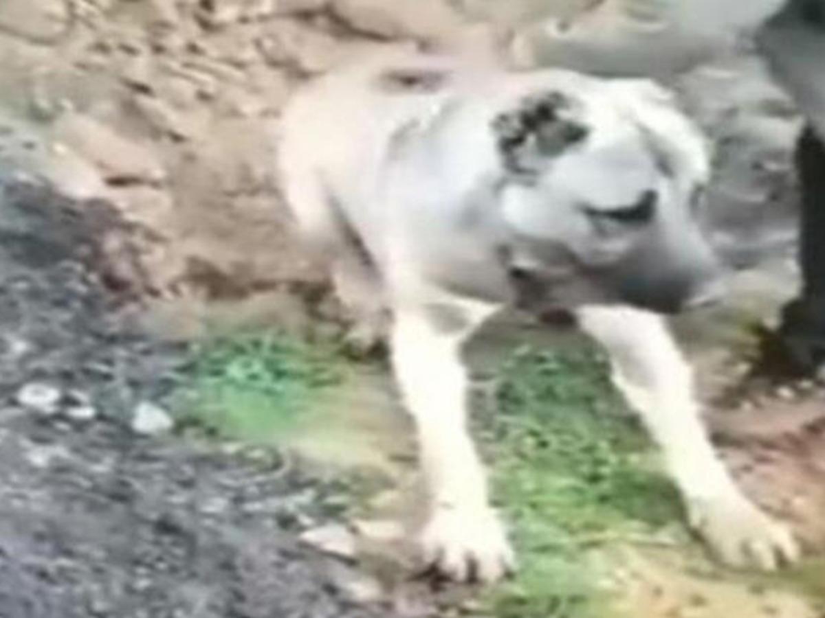 Hatay'da bir k&ouml;peğin zehirlenerek &ouml;ld&uuml;r&uuml;ld&uuml;ğ&uuml; iddiasına inceleme başlatıldı