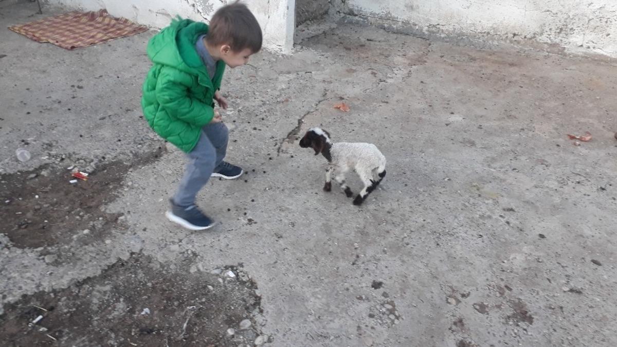 Erken doğan kuzuya bebek gibi bakıyorlar