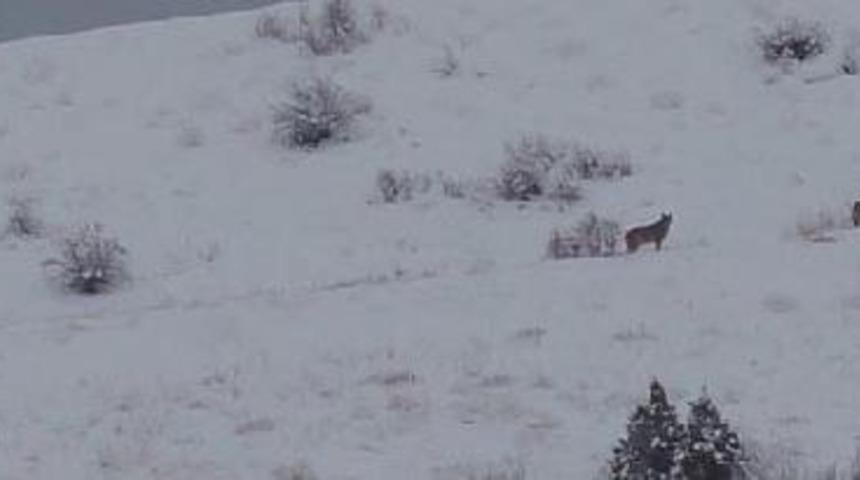 Kayseri'de aç kalan kurtlar mahalleye indi