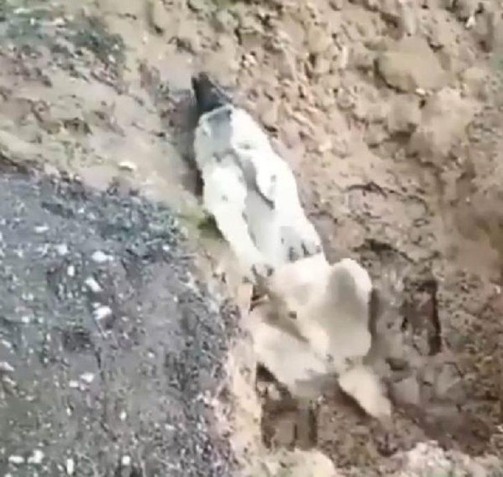 Hatay'da bir köpeğin zehirlenerek öldürüldüğü iddiasına inceleme başlatıldı G1