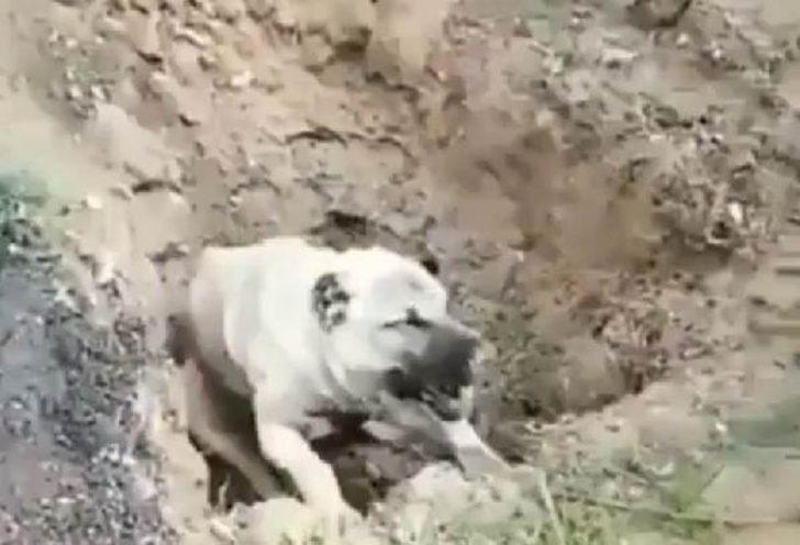 Hatay'da bir köpeğin zehirlenerek öldürüldüğü iddiasına inceleme başlatıldı G2