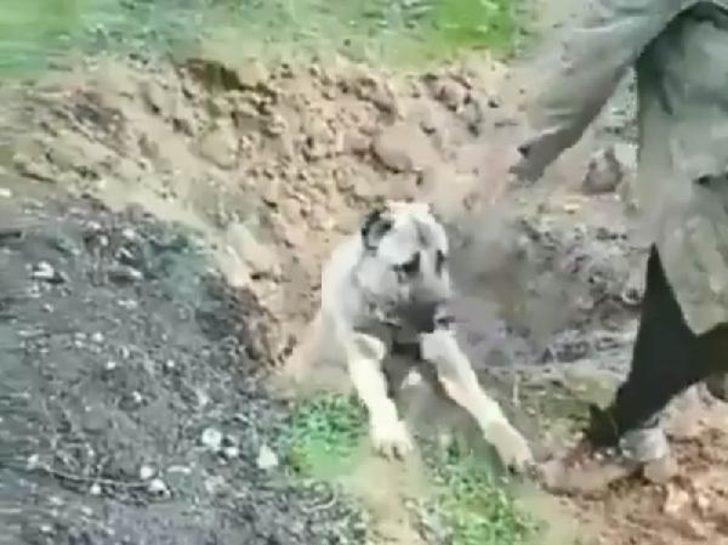 Hatay'da bir köpeğin zehirlenerek öldürüldüğü iddiasına inceleme başlatıldı G3