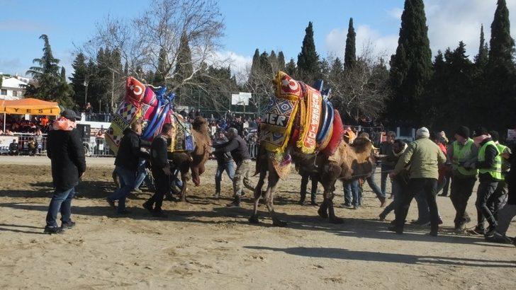 2019 yılının son deve güreşi Gömeç’te yapıldı G3