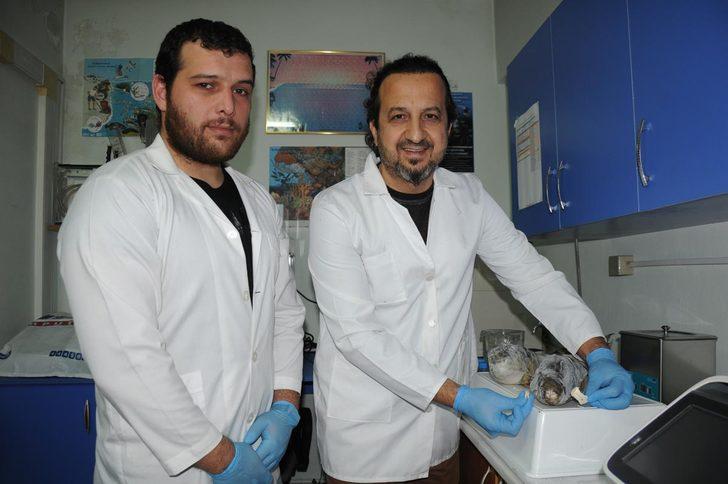 Balon balığının dişi bakın nerede kullanılacak G4