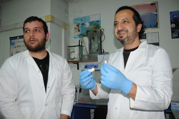 Balon balığının dişi bakın nerede kullanılacak G3