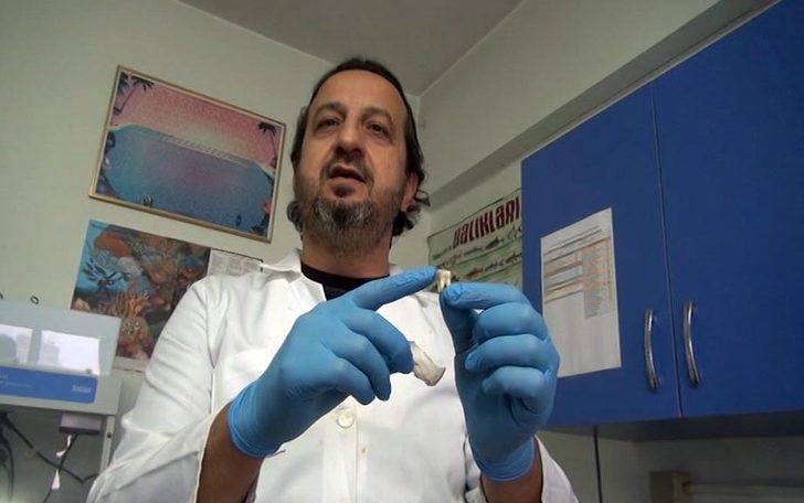 Balon balığının dişi bakın nerede kullanılacak G2