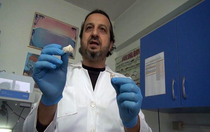 Balon balığının dişi bakın nerede kullanılacak G1