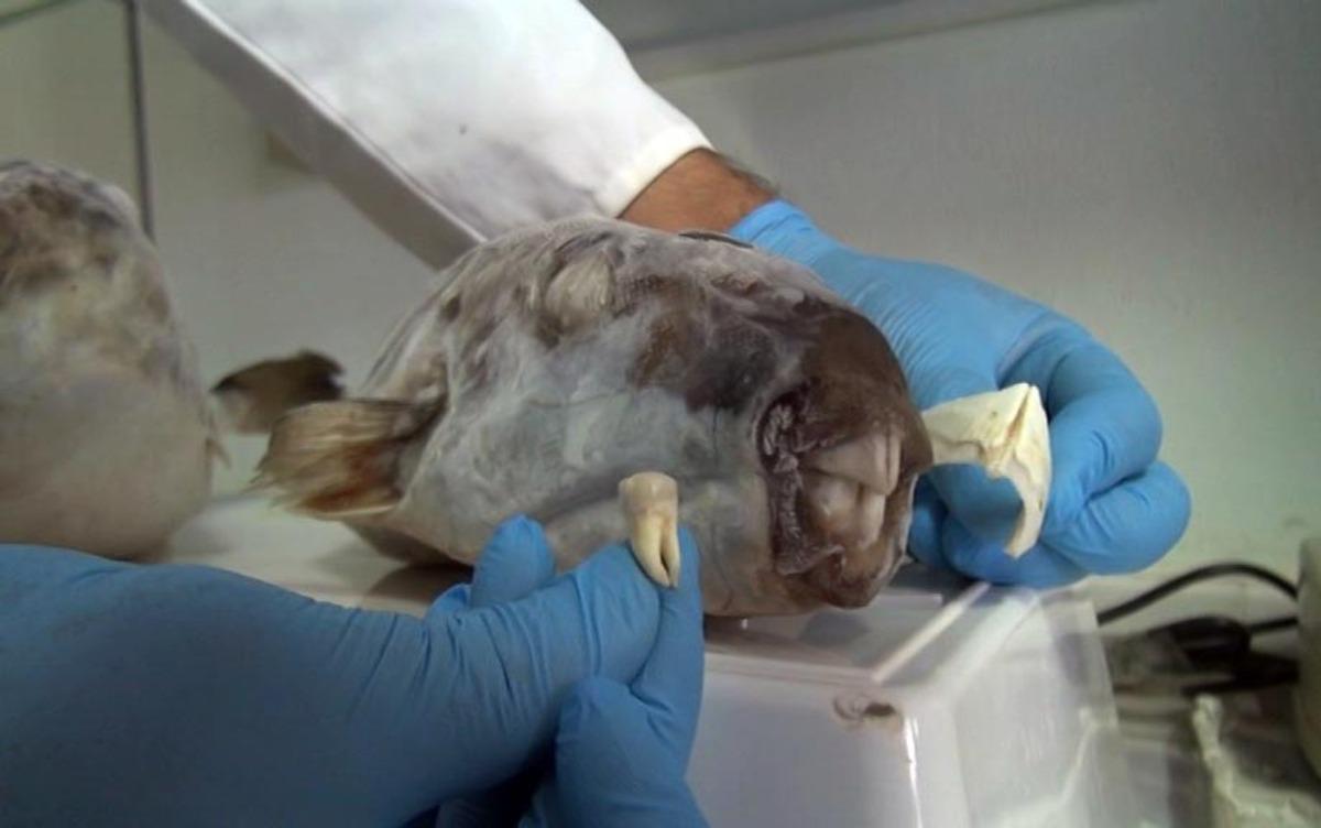 Balon balığının dişi bakın nerede kullanılacak